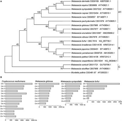 Approaches for Genetic Discoveries in the Skin Commensal and Pathogenic Malassezia Yeasts